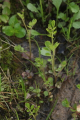 Cardamine dentata