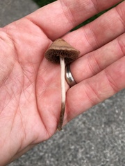 Panaeolus foenisecii