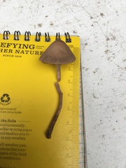 Panaeolus foenisecii