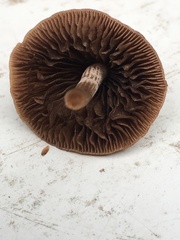 Panaeolus foenisecii