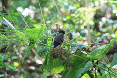 Pyrrhula pyrrhula griseiventris