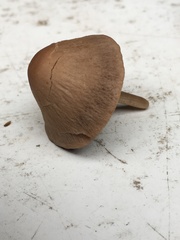 Panaeolus foenisecii