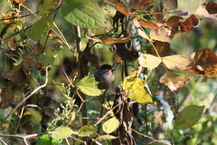 Pyrrhula pyrrhula griseiventris