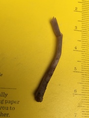 Panaeolus foenisecii