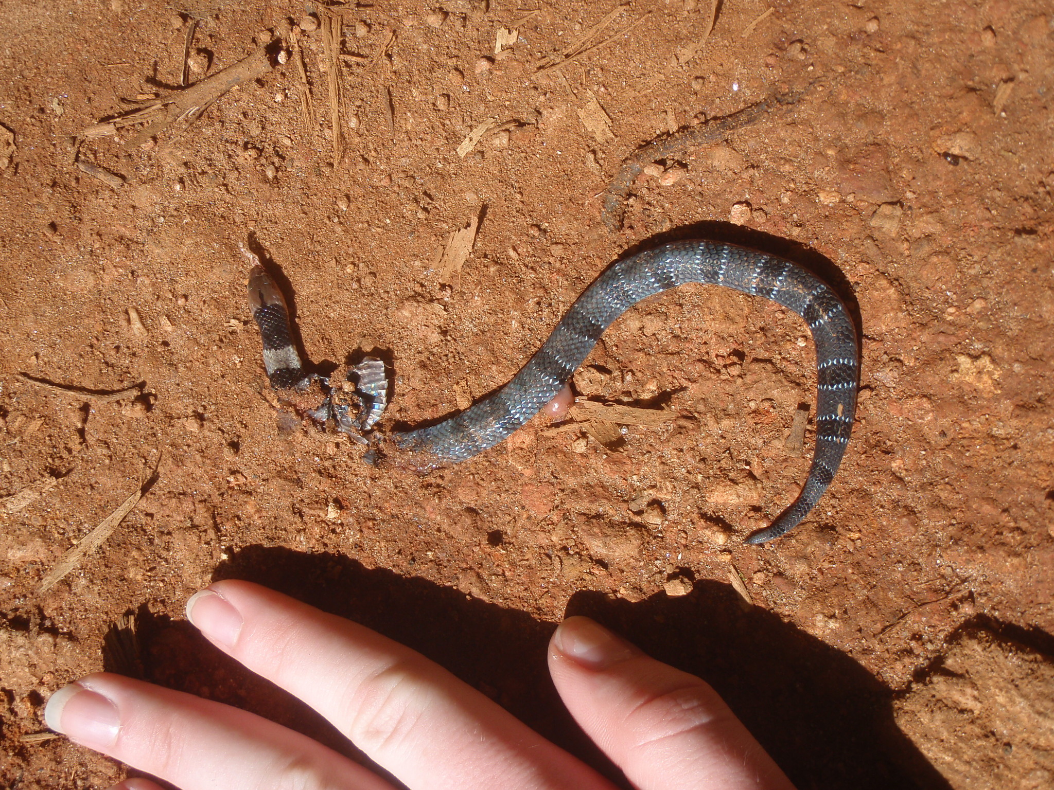 Black Garter Snake, Elapsoidea nigra