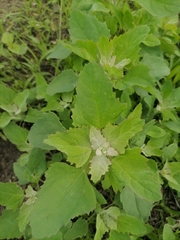 Chenopodium album