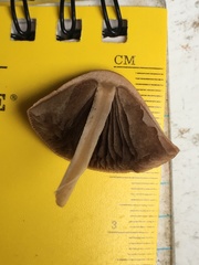 Panaeolus foenisecii