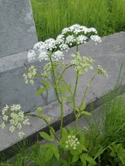 Aegopodium podagraria