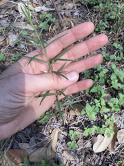 Talinum aurantiacum