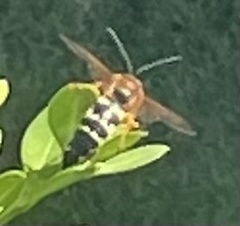Sphecius