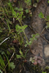 Cardamine dentata