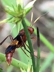 Trogomorpha arrogans