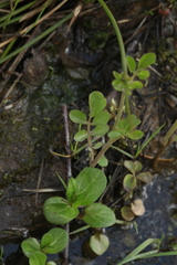 Cardamine dentata