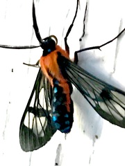 Cosmosoma impar