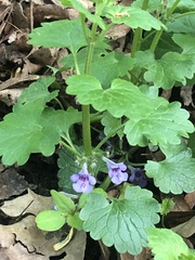 Glechoma hederacea