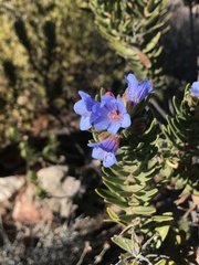 Lobostemon marlothii