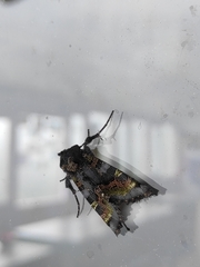 Euplexia
