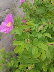 Rosa × majorugosa