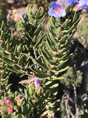 Lobostemon marlothii