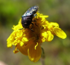 Acmaeodera