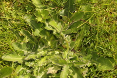 Hypochaeris radicata