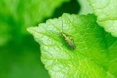 Oedemera nobilis