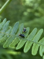 Ditropis pteridis