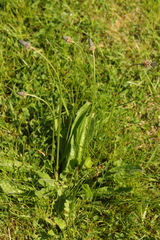 Plantago lanceolata