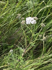 Achillea millefolium