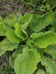 Plantago major
