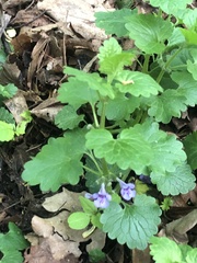 Glechoma hederacea