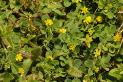 Trifolium dubium