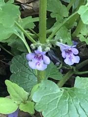 Glechoma hederacea