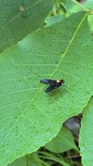 Chrysopilus davisi