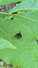 Chrysopilus davisi