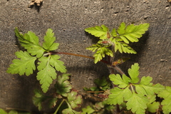 Geranium robertianum