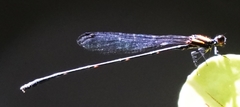 Prodasineura autumnalis