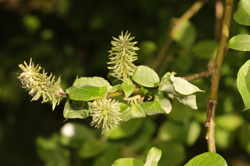 Sal-Weide (Salix caprea): Herkunft und Verwendung — Foto 1