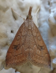 Udea profundalis