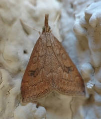 Udea profundalis