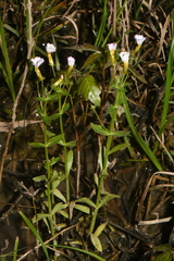 Gratiola floridana