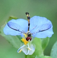 Victoriana attenuata