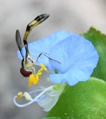 Victoriana attenuata