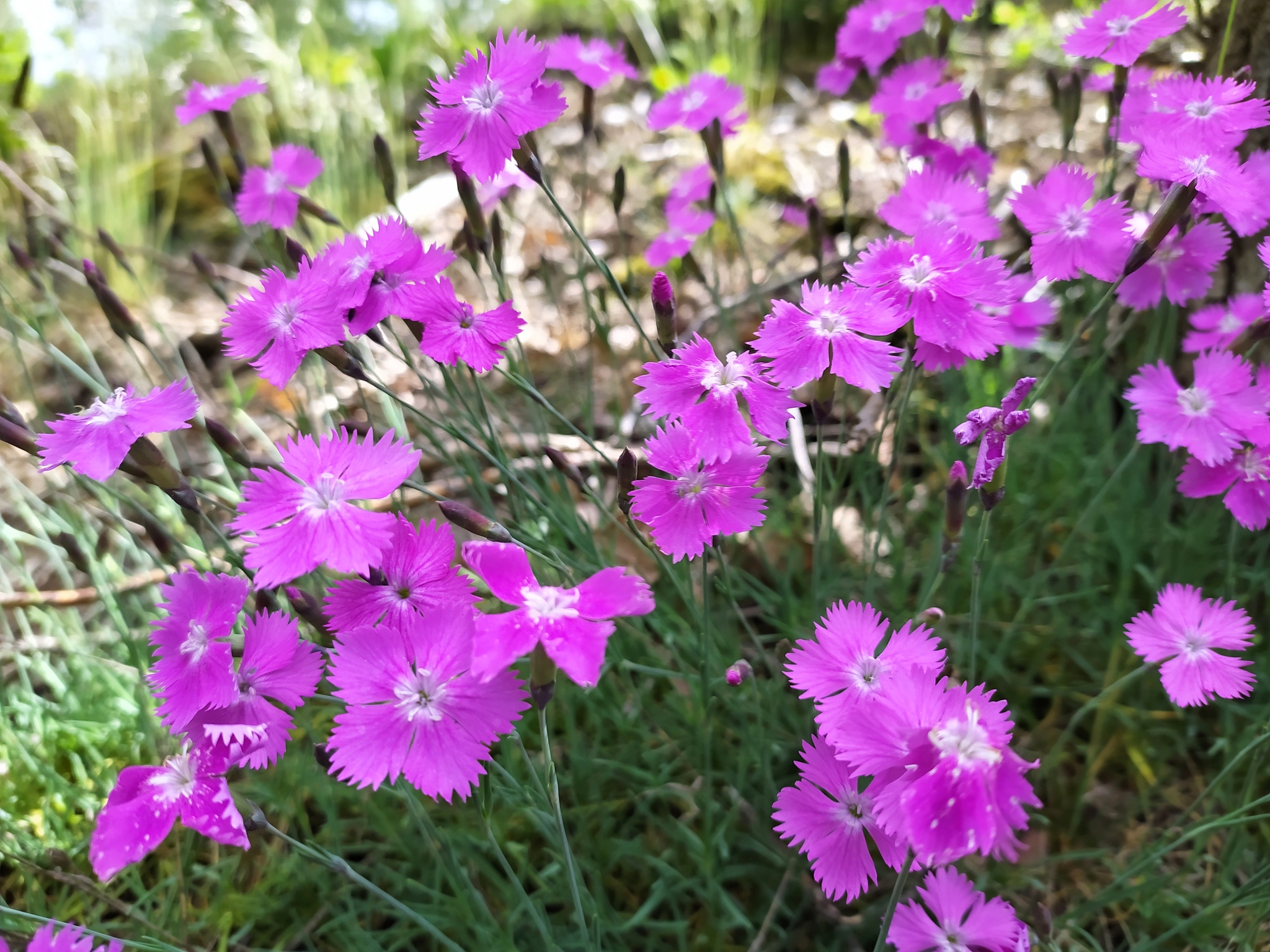 Cheddar Pink (Dianthus gratianopolitanus) · iNaturalist