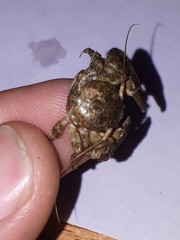 Pachycheles chubutensis