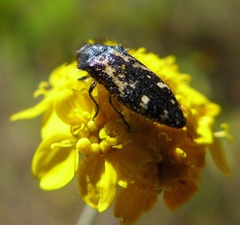 Acmaeodera