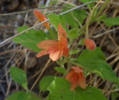 Clinopodium mimuloides