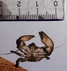 Pachycheles chubutensis