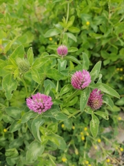 Trifolium pratense