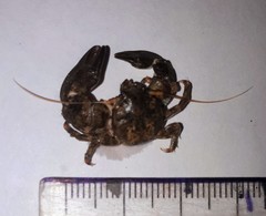 Pachycheles chubutensis